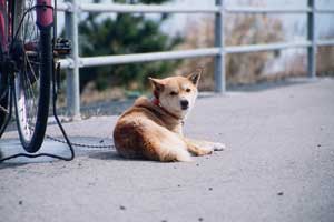Tottori dunes, Tottori