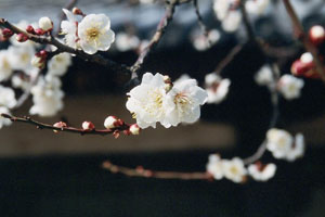 Tottori dunes, Tottori
