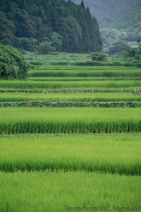 Rice paddy in Tsushima island, Kyushu