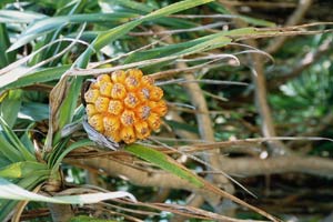 One kind of fruit, but we can't eat,,,