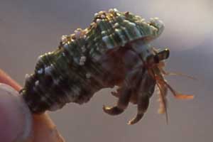 Yadokari: a hermit crab, Ishigaki island,Okinawa