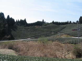 tea plantation